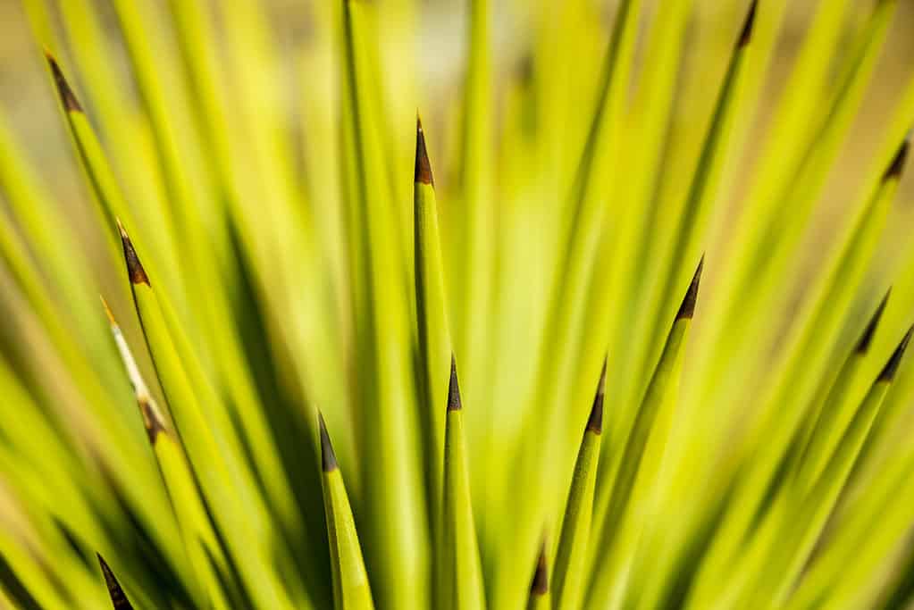 Full frame close up of yucca plant leaf tips. About a dozen brown, dry tip, and one super dry gray one, lower left frame, visible on the tip of Long  sword-shaped, lime green to yellowish leaves. They look like they would hurt. 