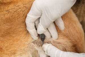 Dog Wart vs. Skin Tag: Identification and Treatment Options Picture