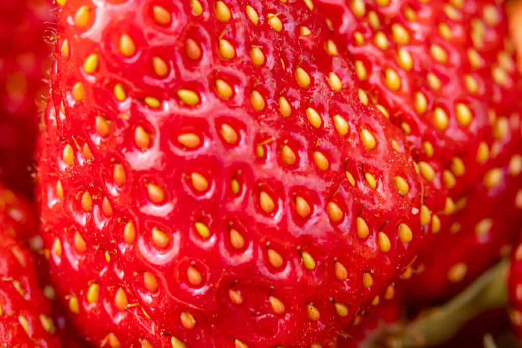macro closeup of red strawberry with yellowish/gold fruits.