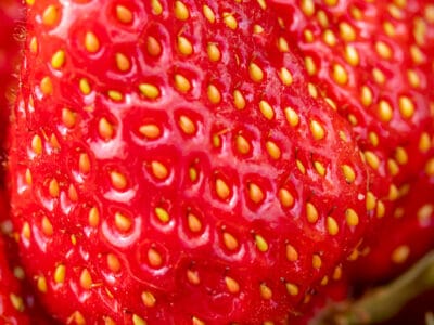 A Discover the World’s Largest Strawberry Ever Grown