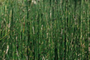 Horsetail vs. Bamboo Picture