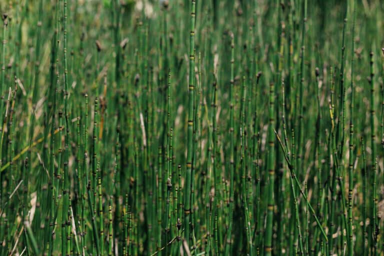 Horsetail (Equisetum spp.)
