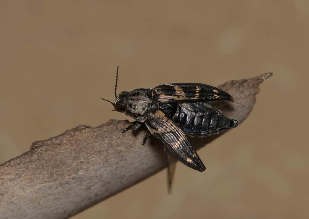 Metallic Wood-Boring Beetle (Buprestis consularis) on plant bark with wings open in Houston, TX.