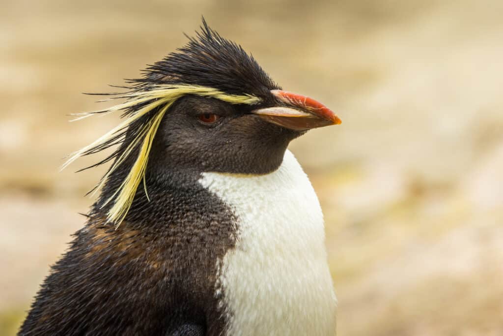 A close-up of a Northern rockhopper penguin. white belly, black elsewhere on its body, with very long yellow crested brow feathers and an orange beak against a tn background, out of focus, but probably sand. 