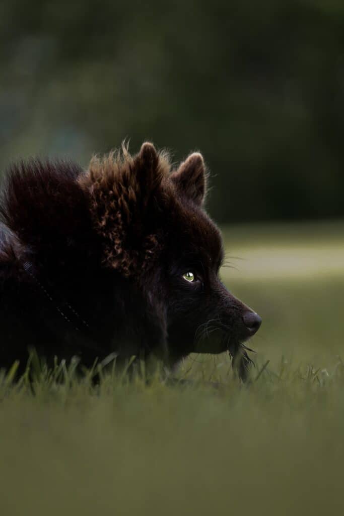 Swedish Lapphund lying in the grass