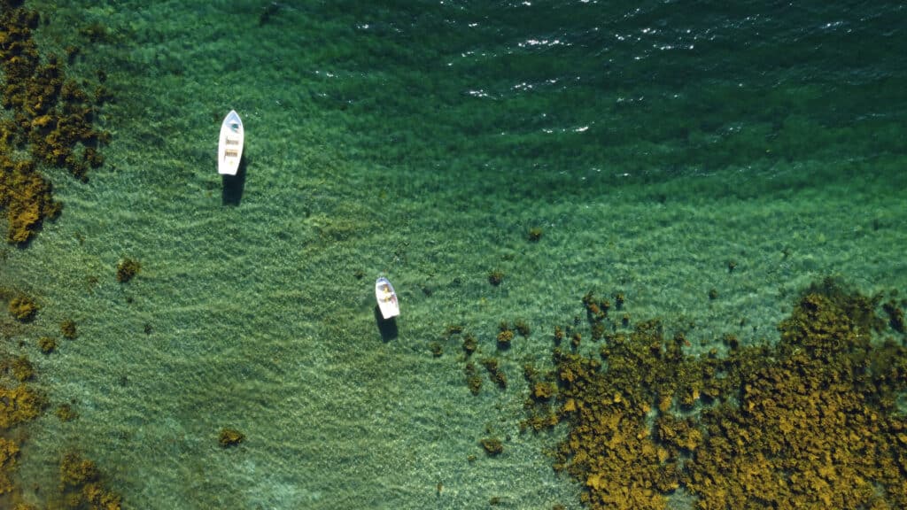 two white boats floating in a body of water covered in Irish Sea moss., 