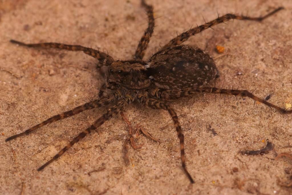 Animal Foot, Brown, Close-up, Color Image, Danger