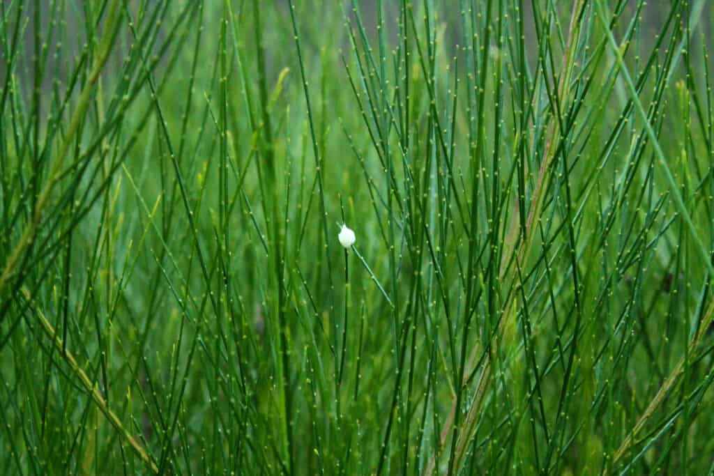 Horsetails are water-loving non-flowering plants.