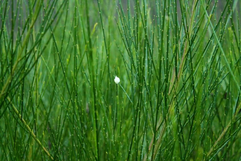 A closeup of horsetails.