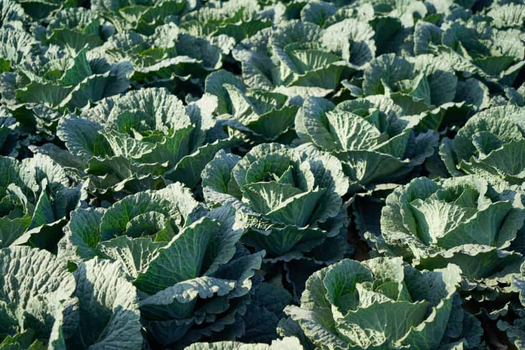 Collard greens growing in a field.