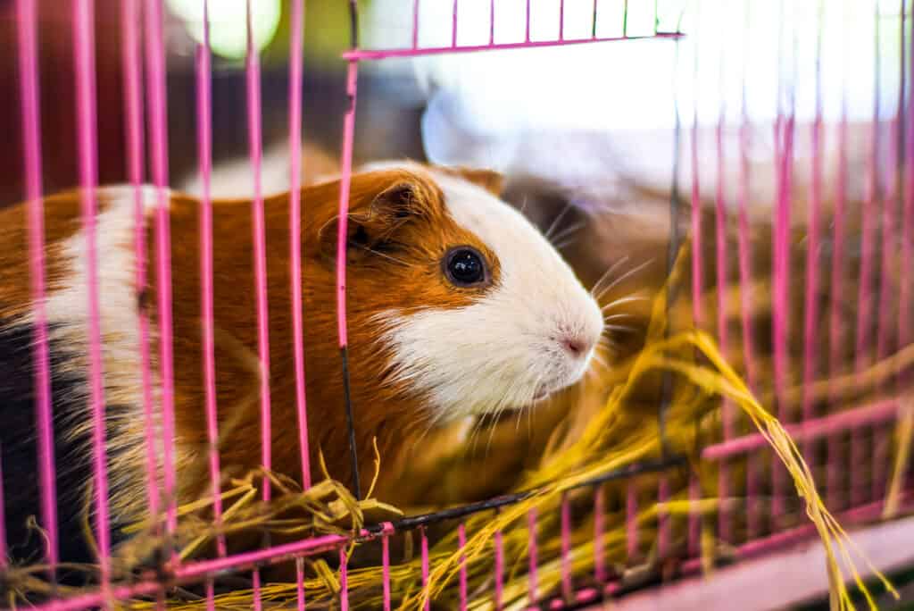 Guinea Pig Cages: How to Pick the Right Size - AZ Animals