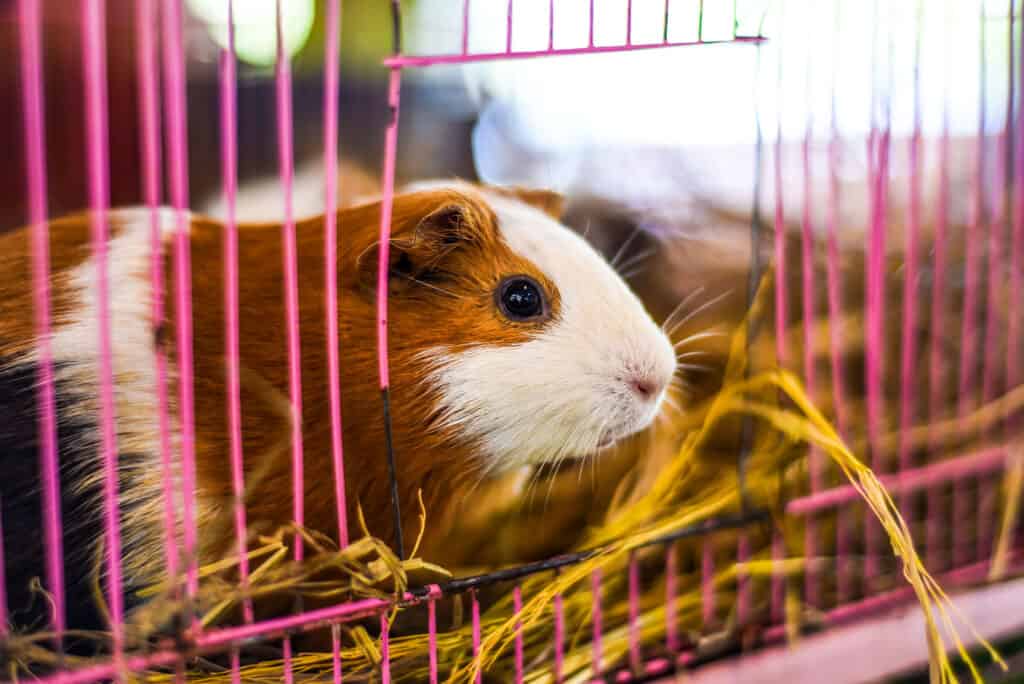 The 8 Best Guinea Pig Cages of 2023