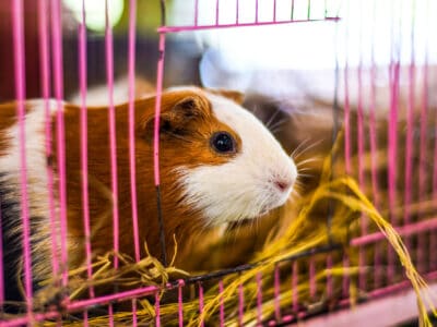 A Guinea Pig Cages: How to Pick the Right Size