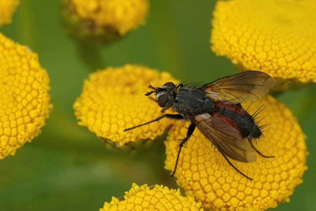 Parasitic fly, Tachinid fly