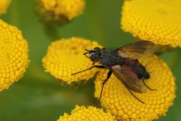 Parasitic flies are known for their unique ability to lay eggs on other insects.