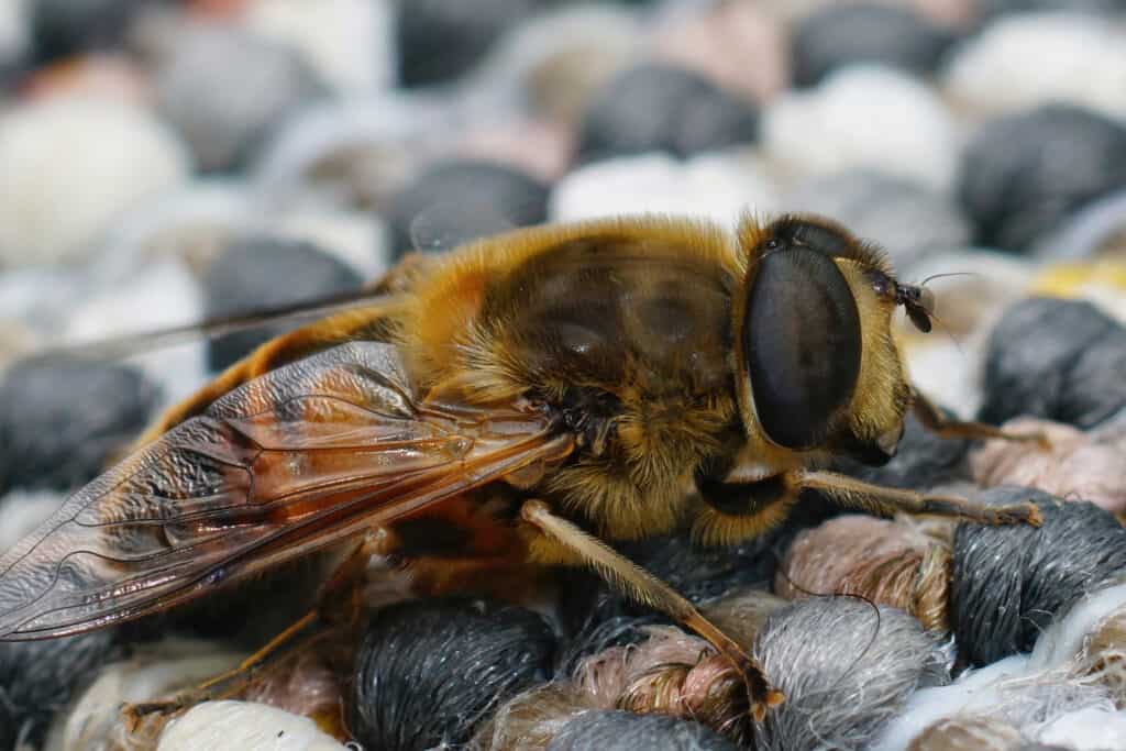 Common drone fly, Eristalis tenax, sitting on a woolen surface