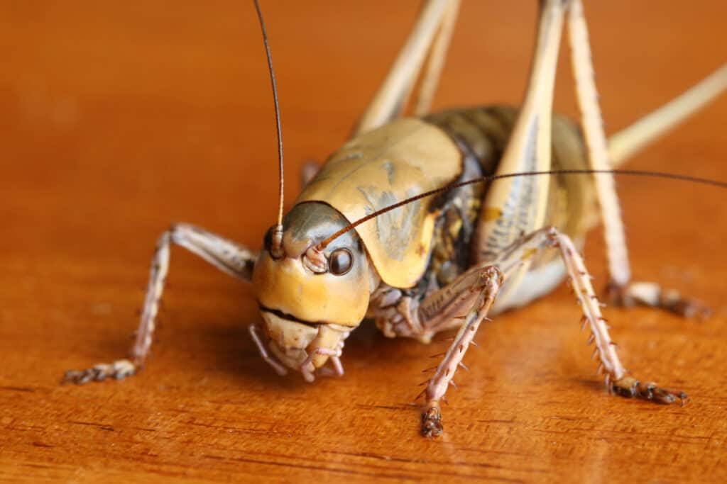 Mormon Cricket 