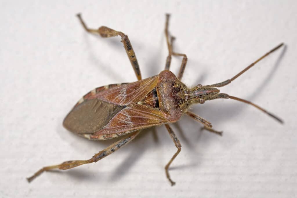 Western Conifer Seed Bug