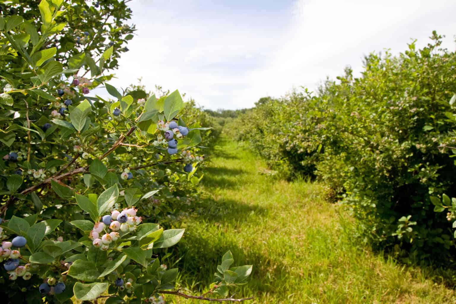 Wild Blueberries vs. Regular (Cultivated) Blueberries