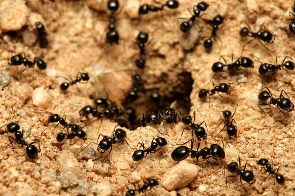 In the Hopi creation story, Ant People save humanity by protecting them in underground caves.