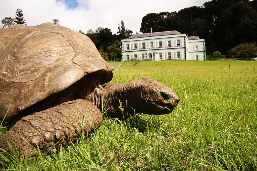 Jonathan giant tortoise at Plantation House Island of St Helena