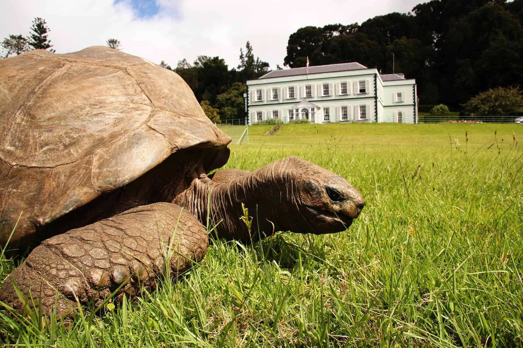 Рассказ старая черепаха. Джонатан, гигантская сейшельская черепаха,. Черепаха Джонатан 190 лет. Черепаха долгожитель рекорд. Самая взрослая черепаха.