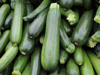 A How to Grow Zucchini: Your Complete Guide