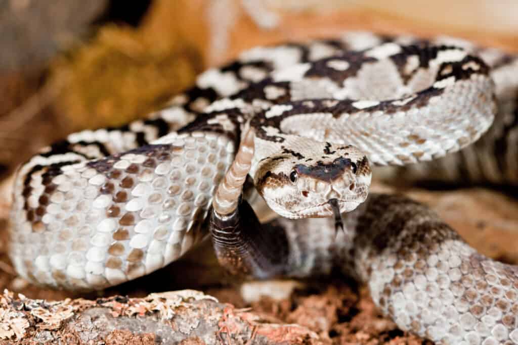 Northern Black-Tailed Rattlesnake