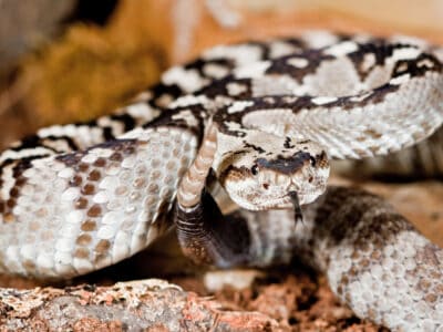 A Ornate Black-Tailed Rattlesnake
