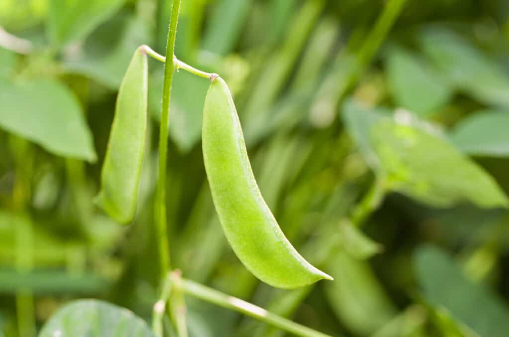 A closeup of young, yellow-green lima beans growing on a vine in a garden.