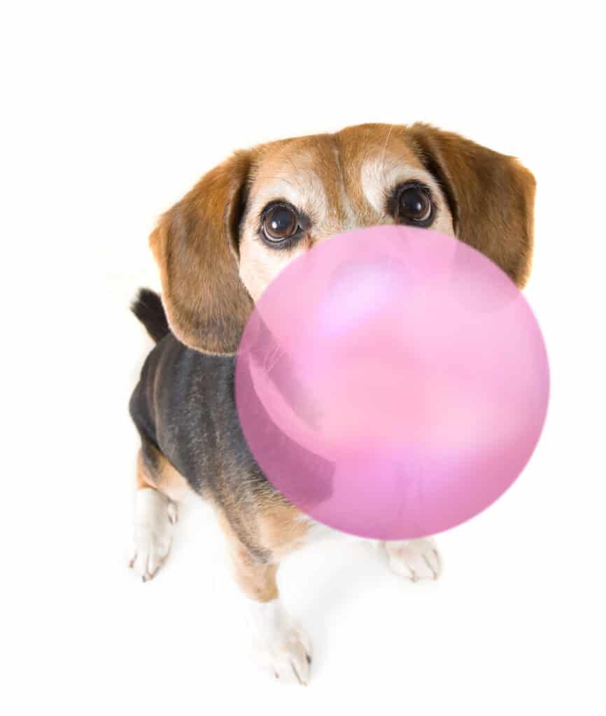 little try-clored beagle blowing big pink bubble gum bubble. Isolate white background.