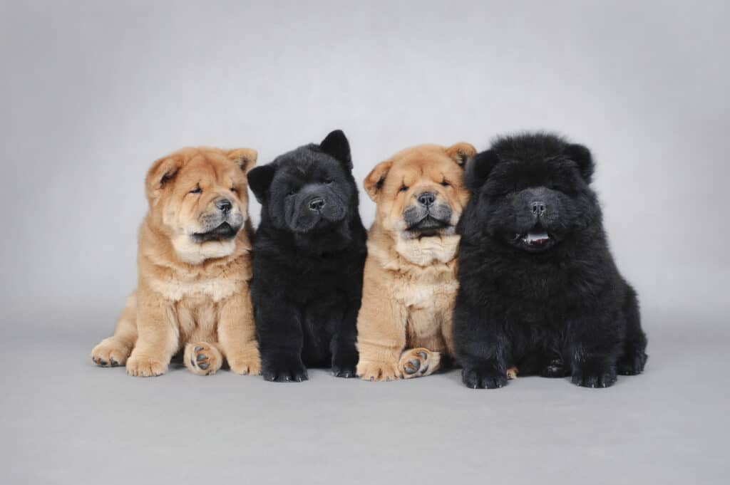 2 months chow chow sale