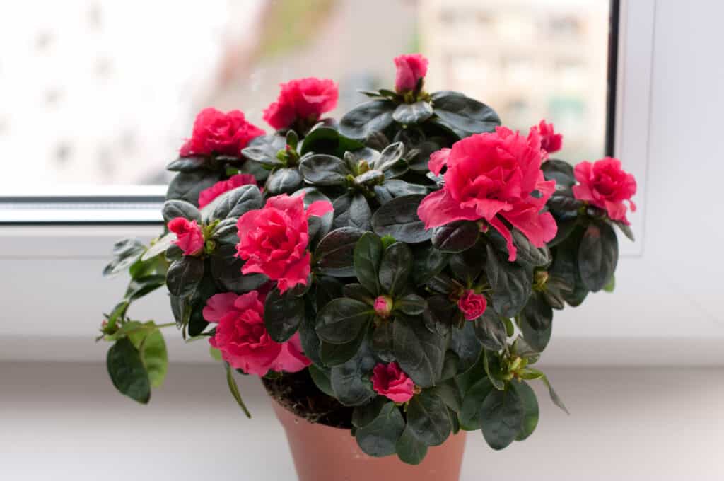 Azaleas blooming in flowerpot