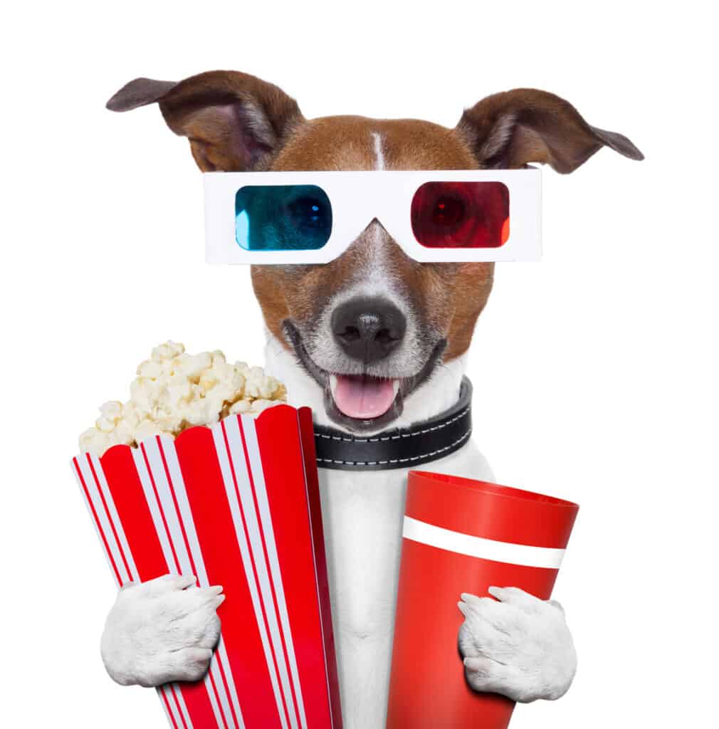 Dog wearing 3D move glasses holding popcorn and a drink as if going to watch a movie.