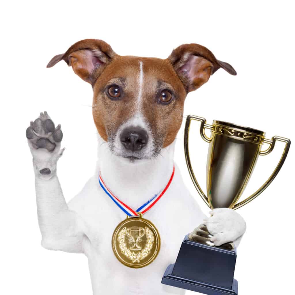 dog wins a trophy