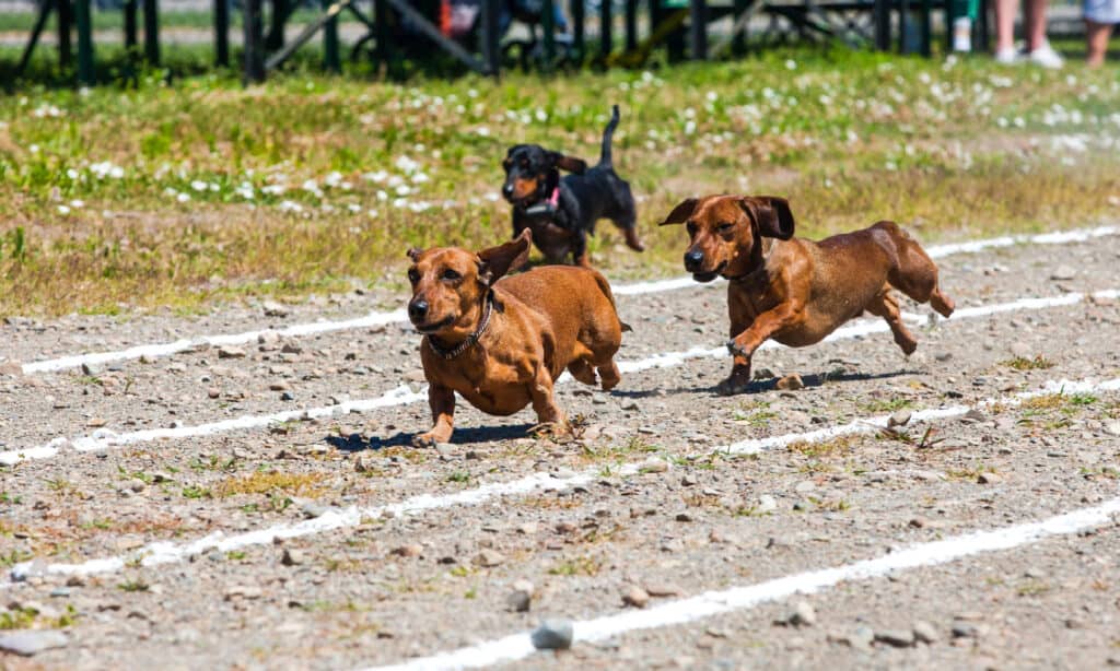 Dachshund, Sports Race, Running, Activity, Animal