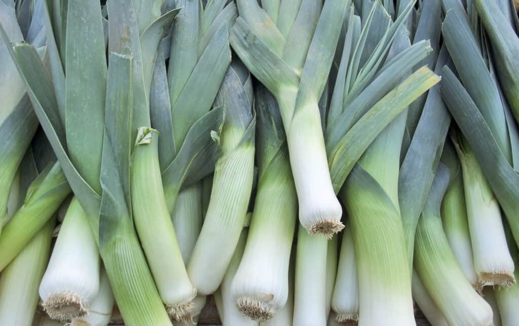 Fresh leeks (Allium porrum)