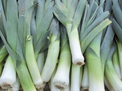 A Leek vs. Green Onion What Are the Differences?