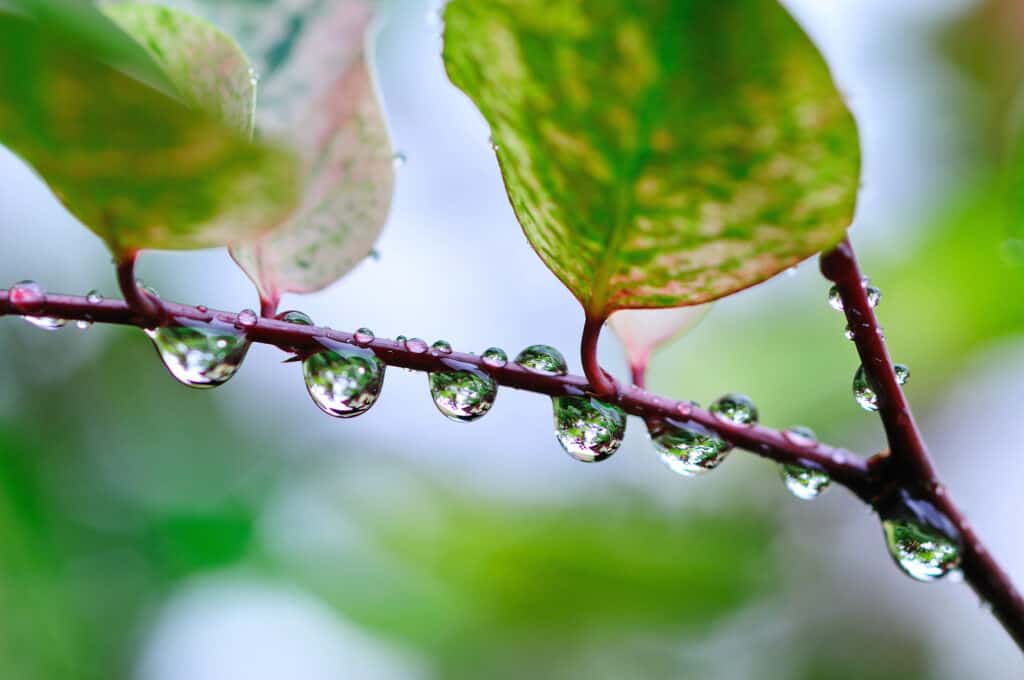 Rain Water Drops on Plant with Green Leaves