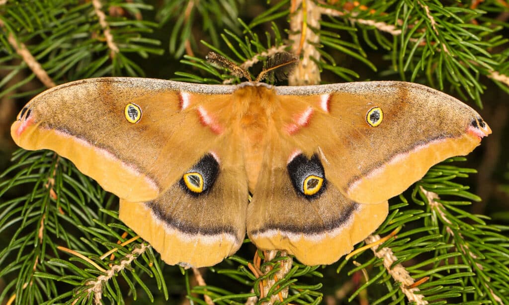 Polyphemus moth uses mimicry in the form of false eyes