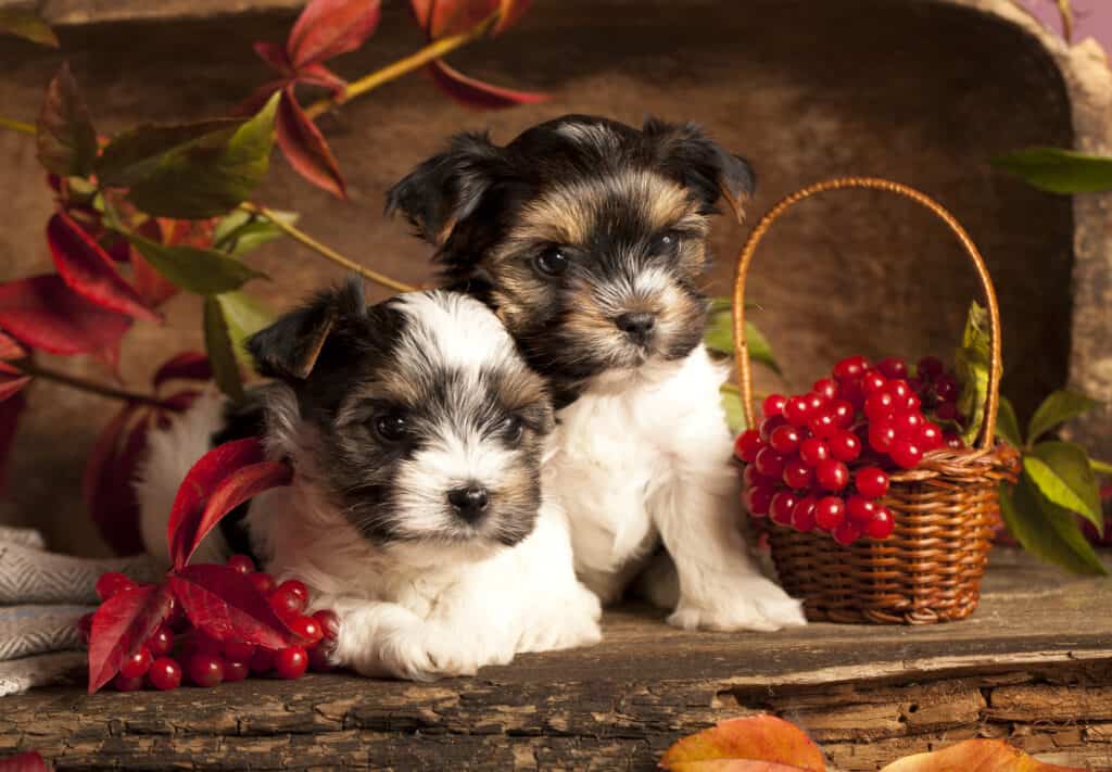 Biewer terrier puppies and cranberries