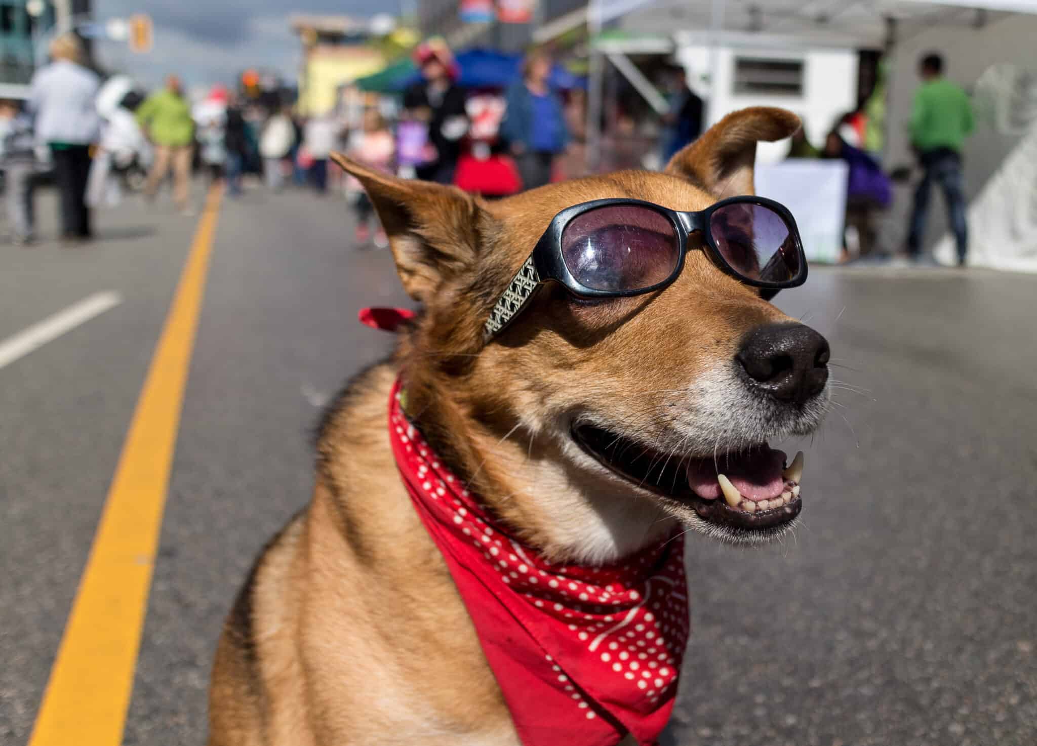 Street dog. Крутой пес. Стрит дог. Холодная собака. Крутой пес (cool Dog) . Комедия.