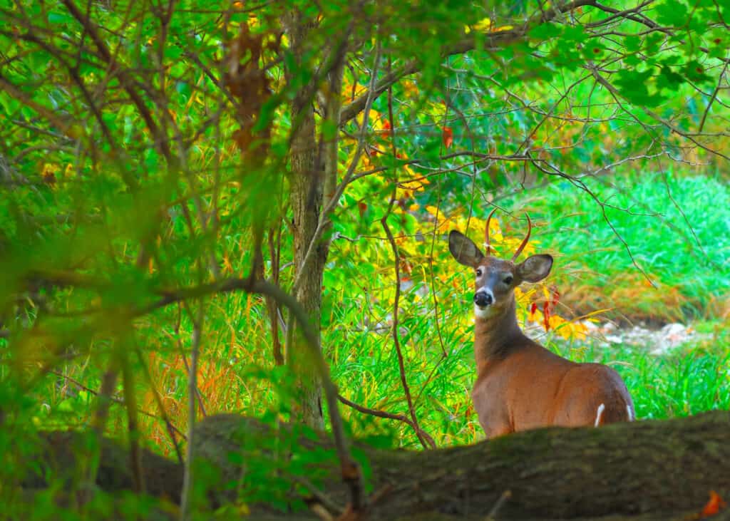 axis spike deer