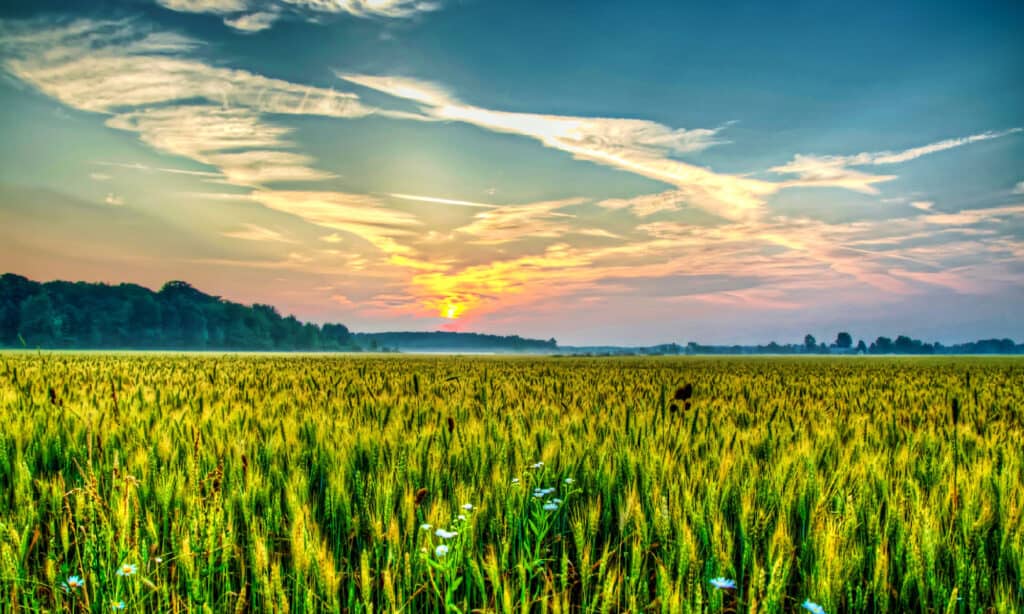 Michigan, Agricultural Field, Farm, Horizon, Rural Scene