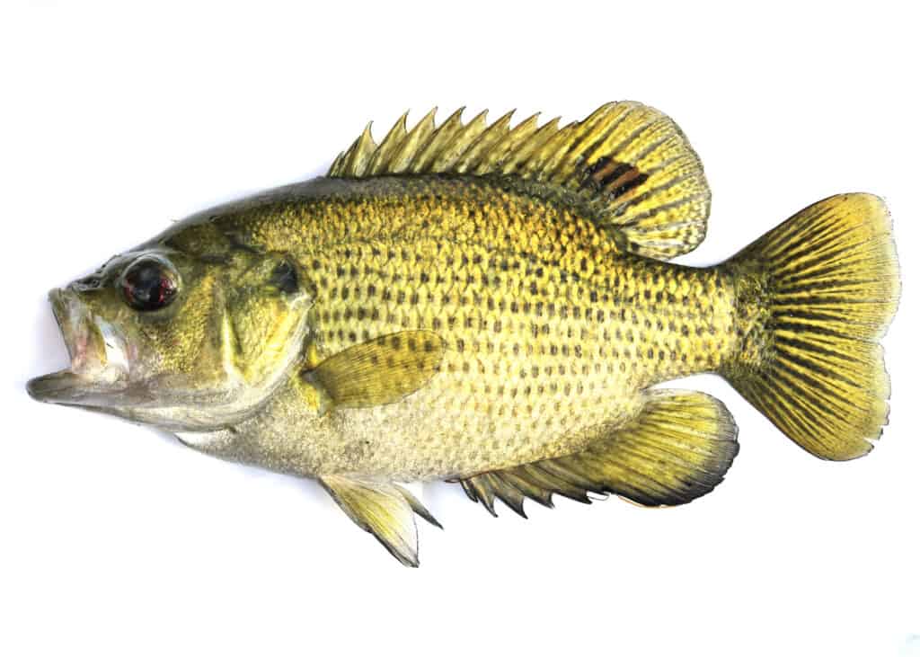 Rock Bass Fish