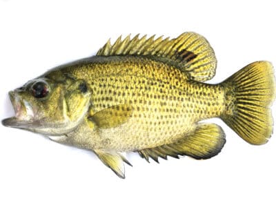 A Ozark Bass
