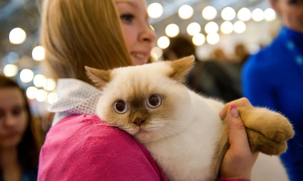 Domestic Cat, Exhibition, Animal, Annual Event, Competition