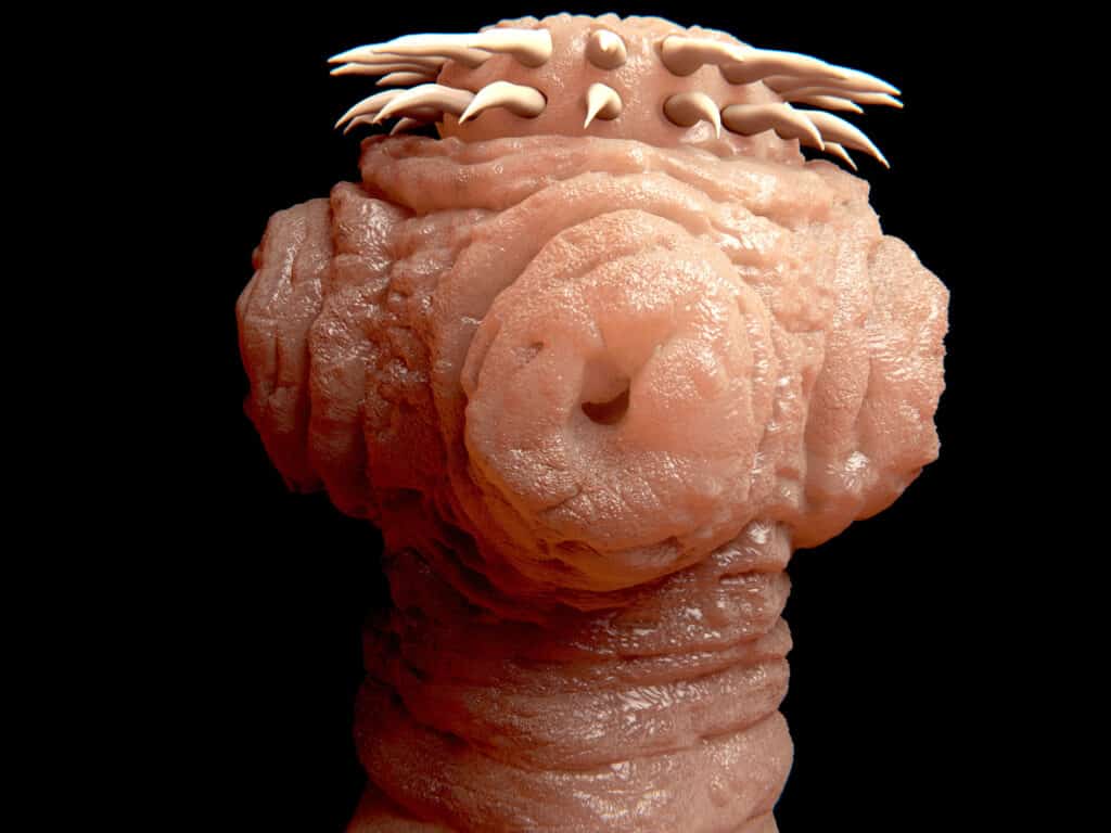 Head of a tapeworm
