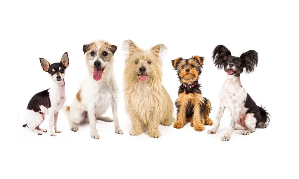 2015, Animal, Animal Family, Cairn, Canine - Animal