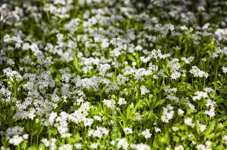 Sweet woodruff (Galium odoratum) ground cover